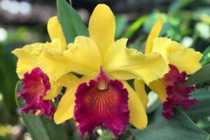 il fiore di una orchidea Cattleya