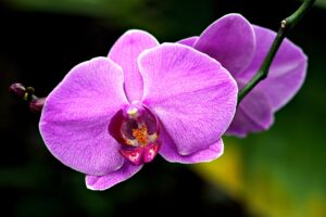 Il fiore di una orchidea phalaenopsis